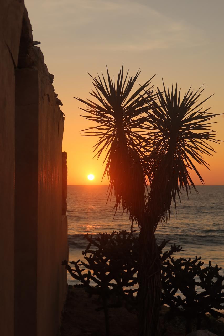 Yucca silhouetted against the sunset beside a stone wall